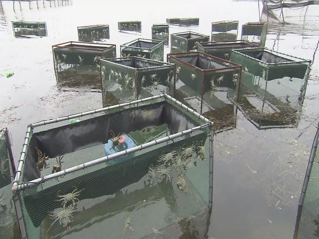 抓螃蟹的方法您知道几种,抓螃蟹的方法儿童