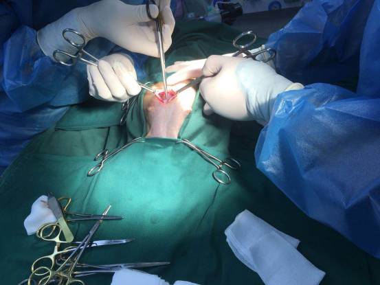 武汉联合动物医院：狗狗剖腹产是怎样的？