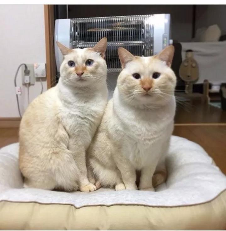 缃戠孩鐑棬娈靛瓙杩戞湡鎺ㄨ崘,缃戠孩鐑棬娈靛瓙鎺ㄨ崘