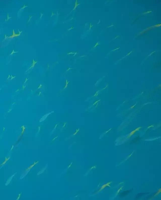 帕劳归来不看海视频,帕劳归来不看海