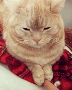 猫爪肉球形状判断猫咪性格,猫咪肉球颜色决定猫咪性格