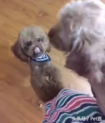 狗主人捡了一只母狗准备送保安室,家里的泰迪不让送:那是我媳妇