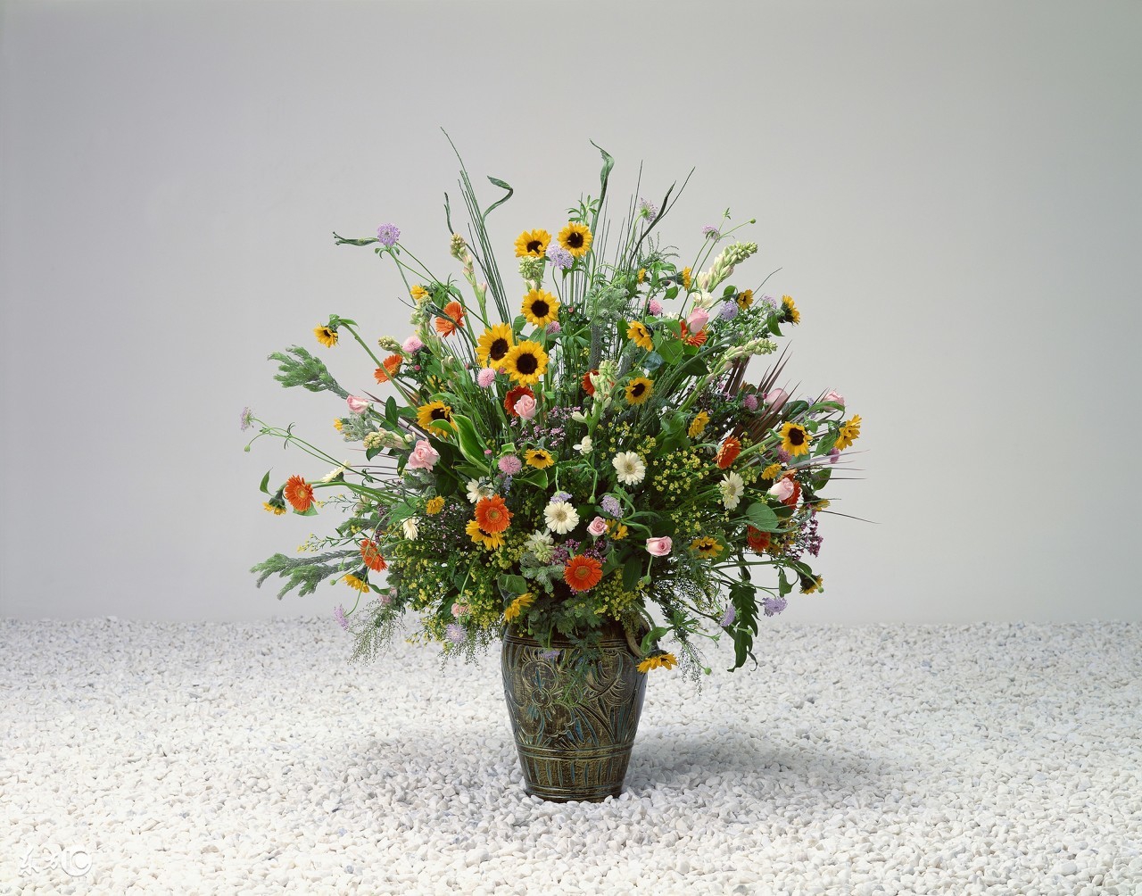 随便撒种子就能活的植物,随便撒在土里能活的花种子