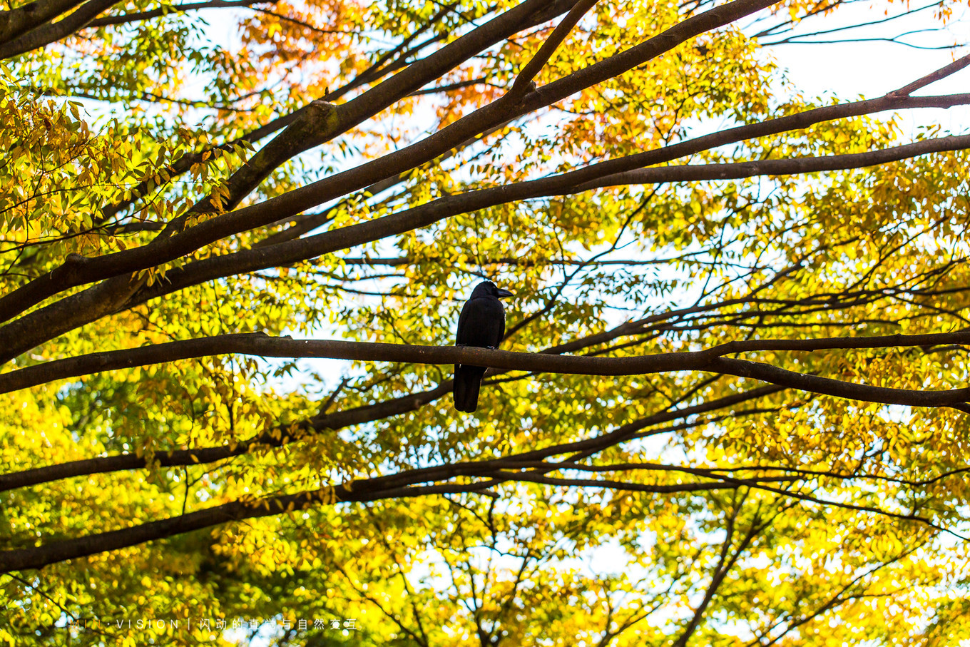 去东京玩用什么攻略,东京攻略东京