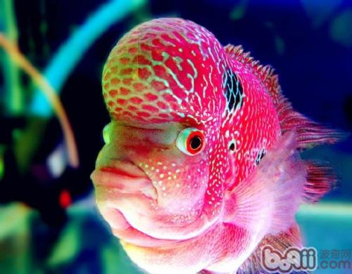 罗汉鱼养殖新手入门,罗汉鱼对鱼缸要求
