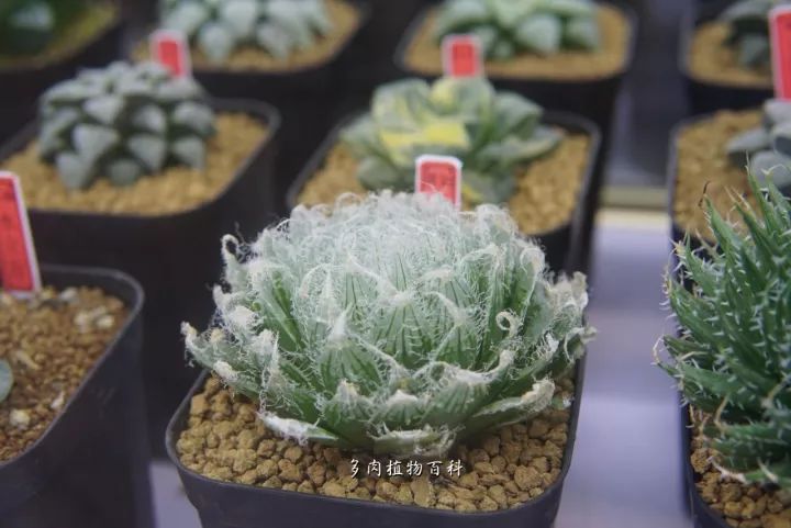 公认最美4种多肉植物图片,2014年上海多肉植物展图片