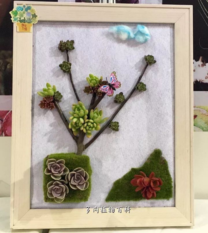 公认最美4种多肉植物图片,2014年上海多肉植物展图片