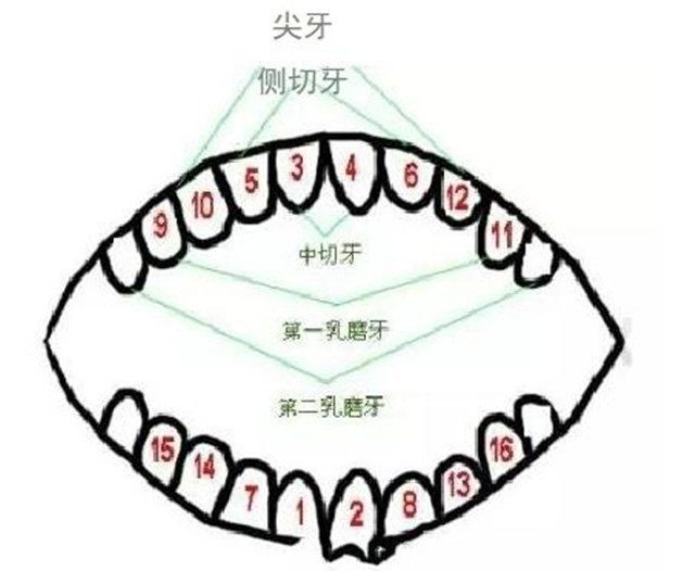 宝宝乳牙釉质发育不全怎么办,宝宝出牙期妈妈最易忽视护理细节
