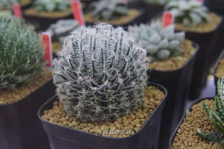 公认最美4种多肉植物图片,2014年上海多肉植物展图片