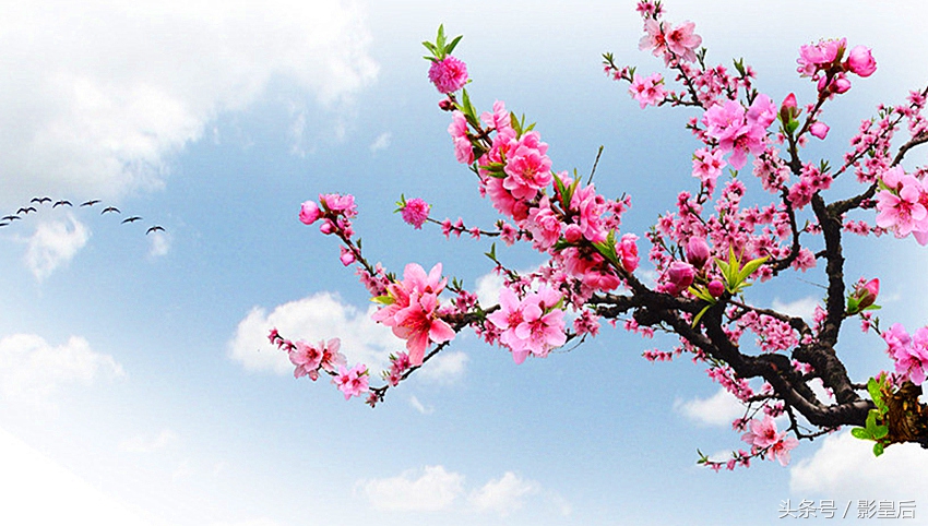 三生三世十里桃花诗,三生三世十里桃花帝君