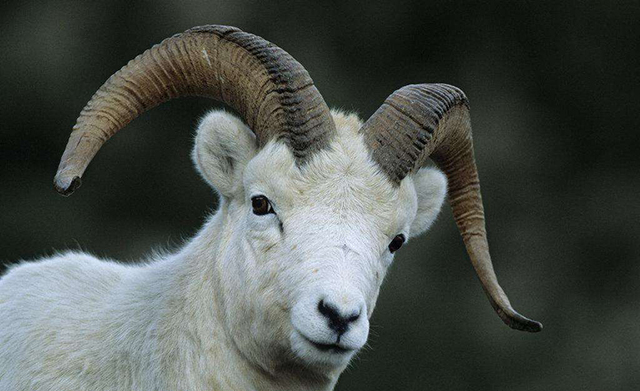 2018年狗年最吉利的四大属相,2018年生肖狗犯太岁详解