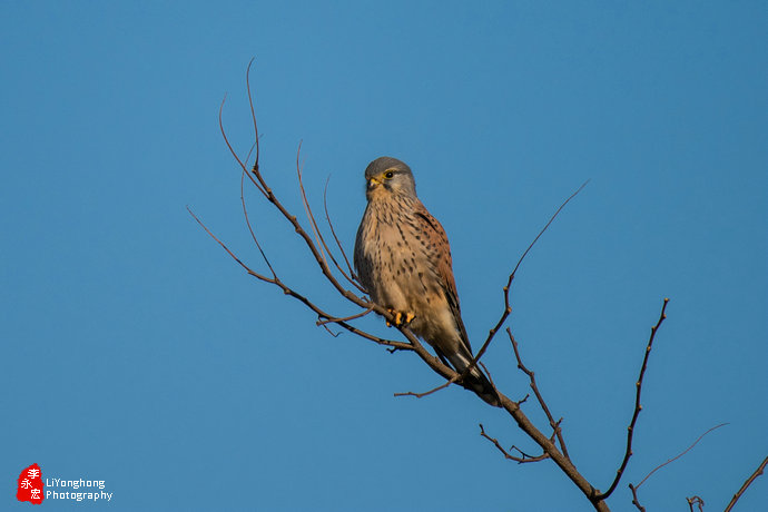 沈阳莫子山公园榆树,沈阳莫子山公园游记