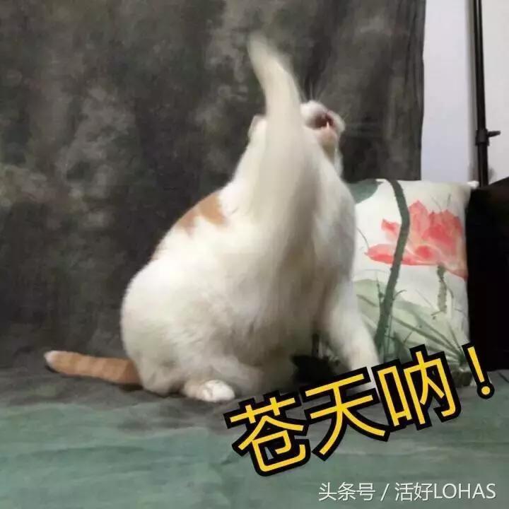 做女明星是什么体验,做女明星有什么用