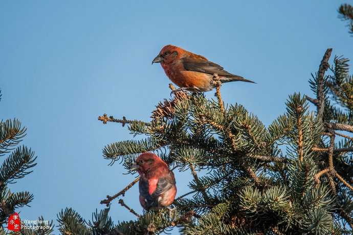沈阳莫子山公园榆树,沈阳莫子山公园游记