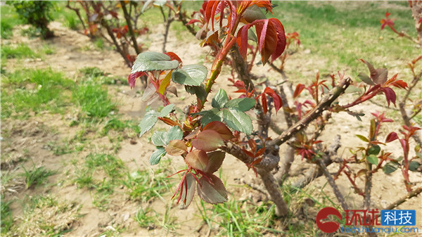 三星galaxys拍照评测,三星拍照vs苹果拍照