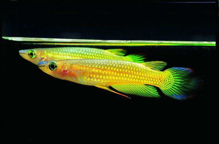 精品小型热带观赏鱼黄金鳉,观赏鱼黄金鳉