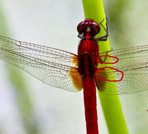 蜻和蜓的区分方法,蜻蜓的蜻和蜓怎么区分