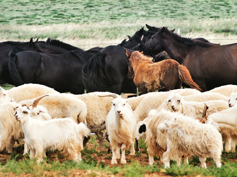 我从草原来温暖你心怀完整版,我从草原来温暖你心怀歌词