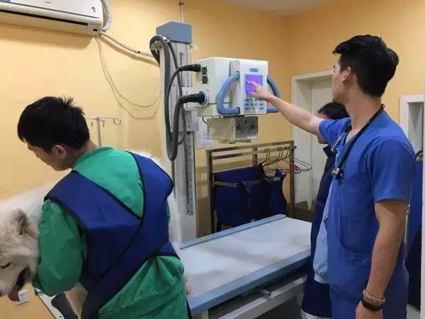 中国为什么没有正规的宠物医院,国内靠谱的宠物医院