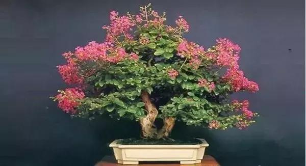 十大最香花卉,十大流行花卉排行榜