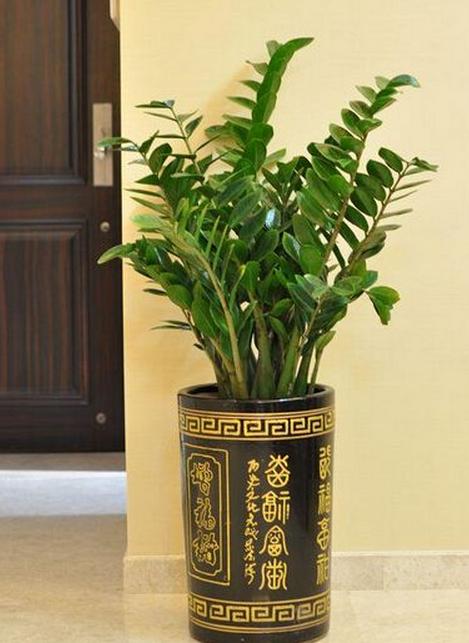 养花技巧:美观又有好寓意的摇钱树,老花匠告诉你如何养殖