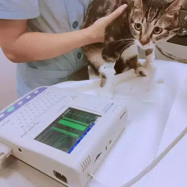 中国为什么没有正规的宠物医院,国内靠谱的宠物医院