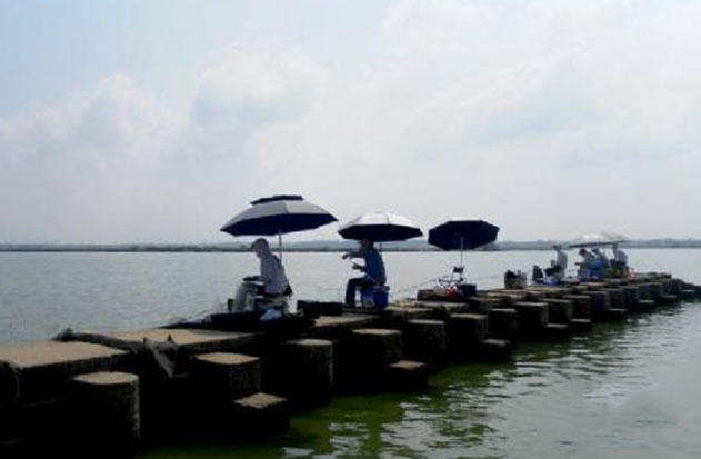 湛江钓水面乌头,湛江雷州钓乌头