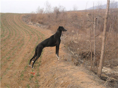 挑选小格力犬的方法和技巧是什么,如何挑选一只纯种格力犬幼犬