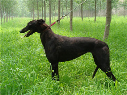 一个月的格力犬怎么挑选幼犬,挑选小格力犬的方法和技巧是什么