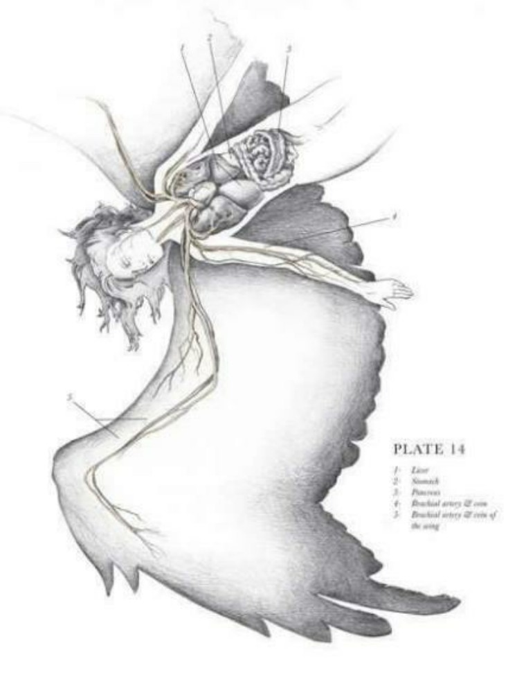 关于解剖美人鱼的电影解说,解剖美人鱼成功视频