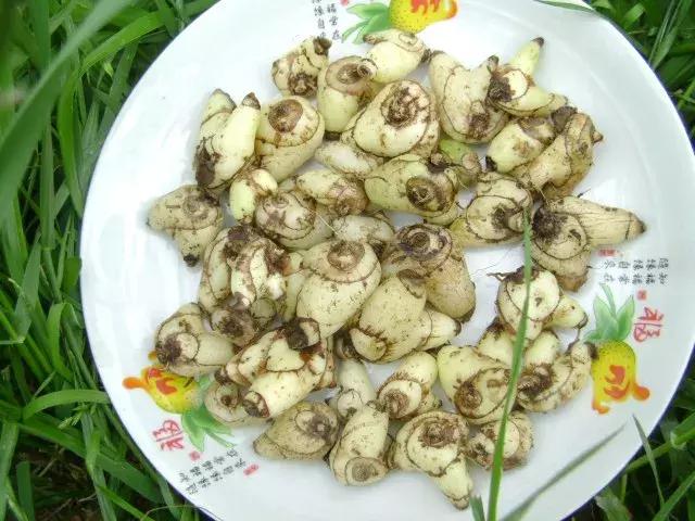 白芨的人工栽培方法论文,舒志明视频