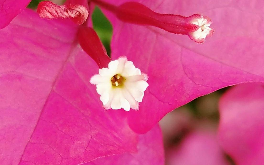 锤子坚果pro2深度体验,锤子坚果pro2上手测评