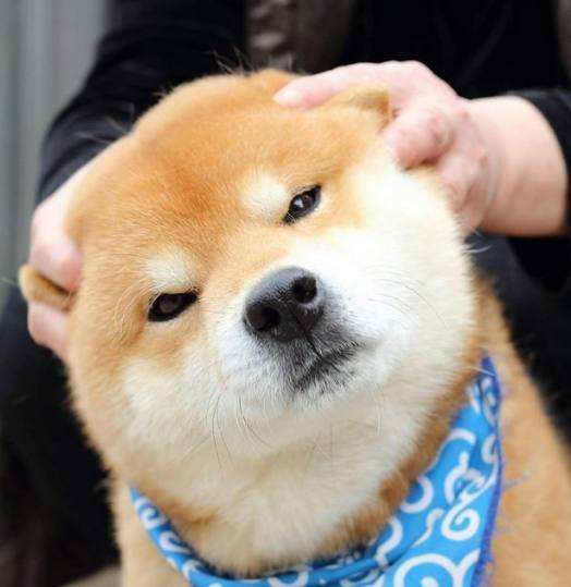 狗狗品种大全及图,狗狗品种大全价格