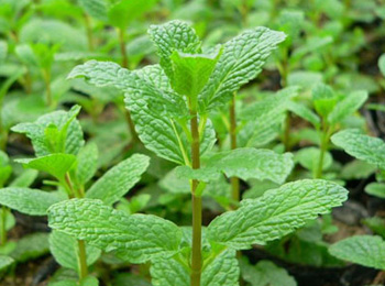 治疗鼻炎流清鼻涕最好办法,止鼻炎流清鼻涕中医小妙招