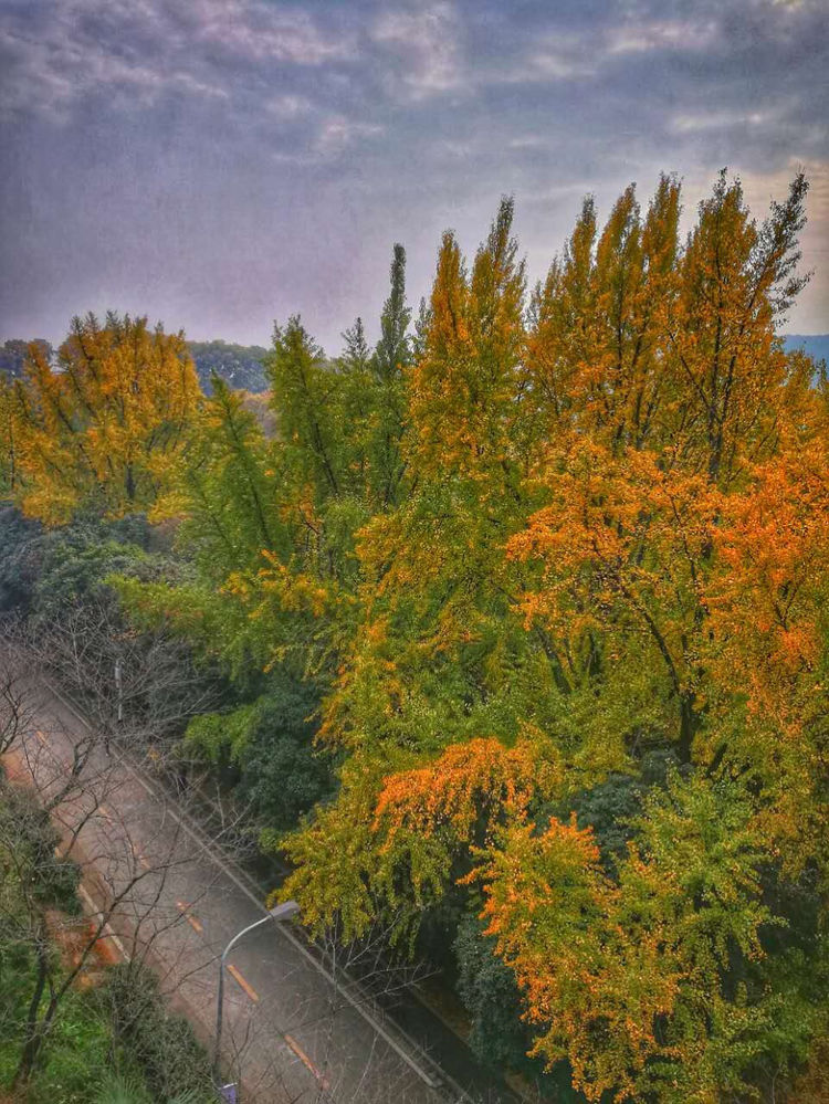 十大最美校园深圳大学,探访最美大学武汉大学