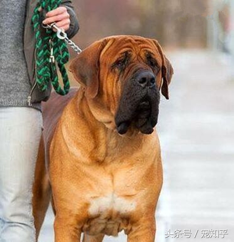 战斗力强又忠诚护住的狗,忠诚勇敢最佳护卫犬卡斯罗