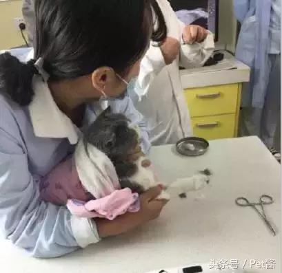 猫咪生病铲屎官不想做手术,猫咪腹胀了会死吗