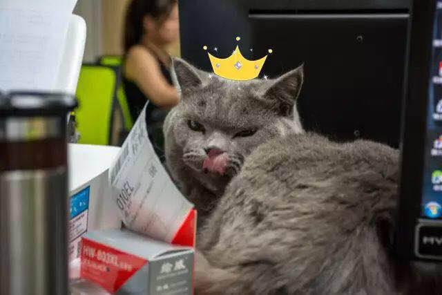 武汉联合宠物医院猫舍,武汉联合动物医院