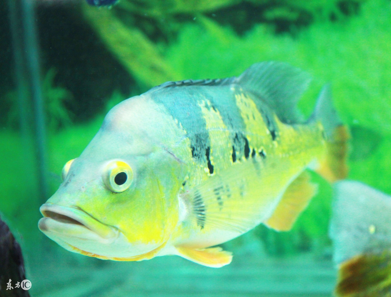 孕早期鱼吃海鱼还是河鱼好,孕妇吃海鱼好还是吃淡水鱼好