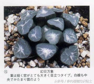 日本也买假货？这些多肉植物就是铁证！