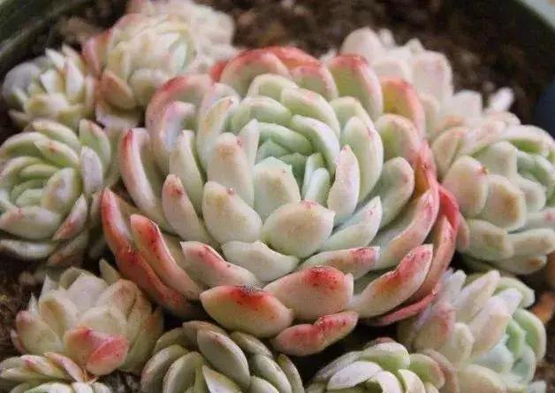 什么多肉有香味又好养,有香味的多肉哪种好养