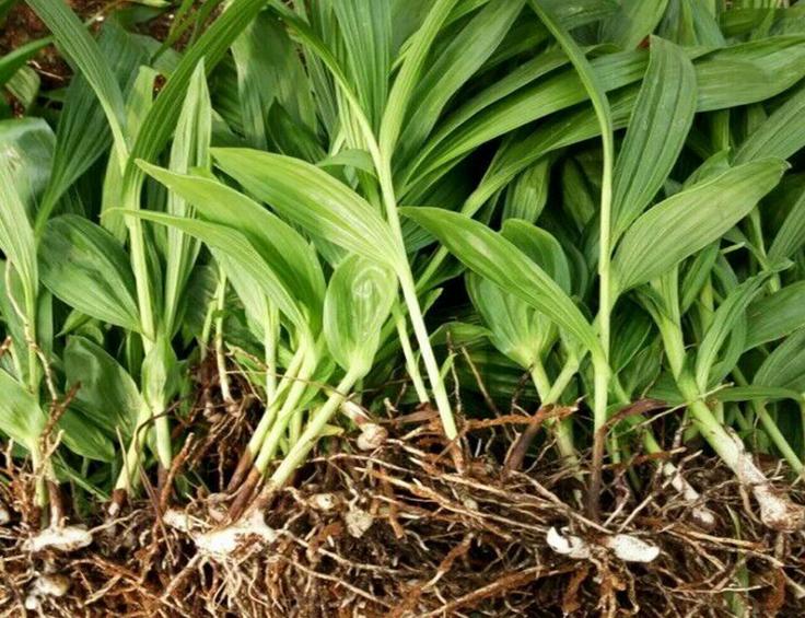 白芨种植技术提高白芨产量,白芨种植三年亩产收益