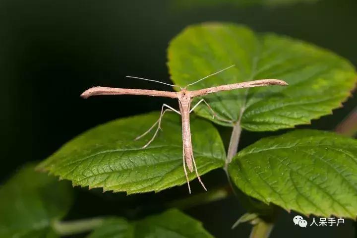 幺蛾子介绍,蛾子的宝宝