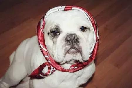 在家打扫卫生要注意安全,家里养宠物犬如何打扫卫生