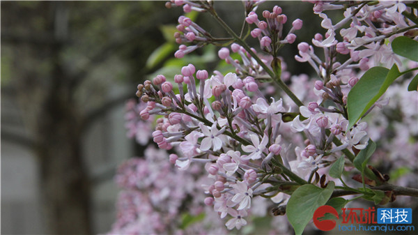 三星galaxys拍照评测,三星拍照vs苹果拍照