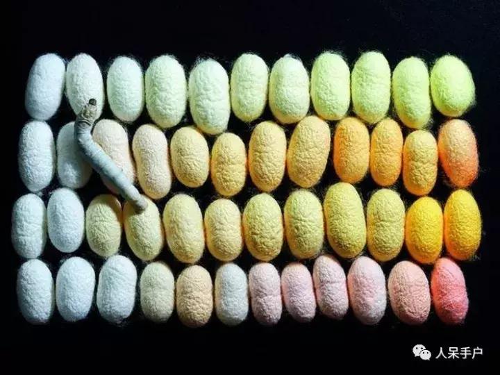 幺蛾子介绍,蛾子的宝宝