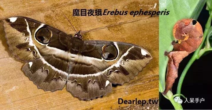 幺蛾子介绍,蛾子的宝宝