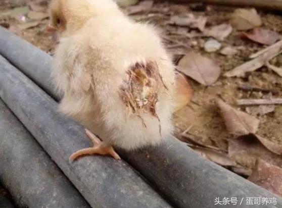 雏鸡糊肛能直接揪掉吗,养鸡最好的急救方法