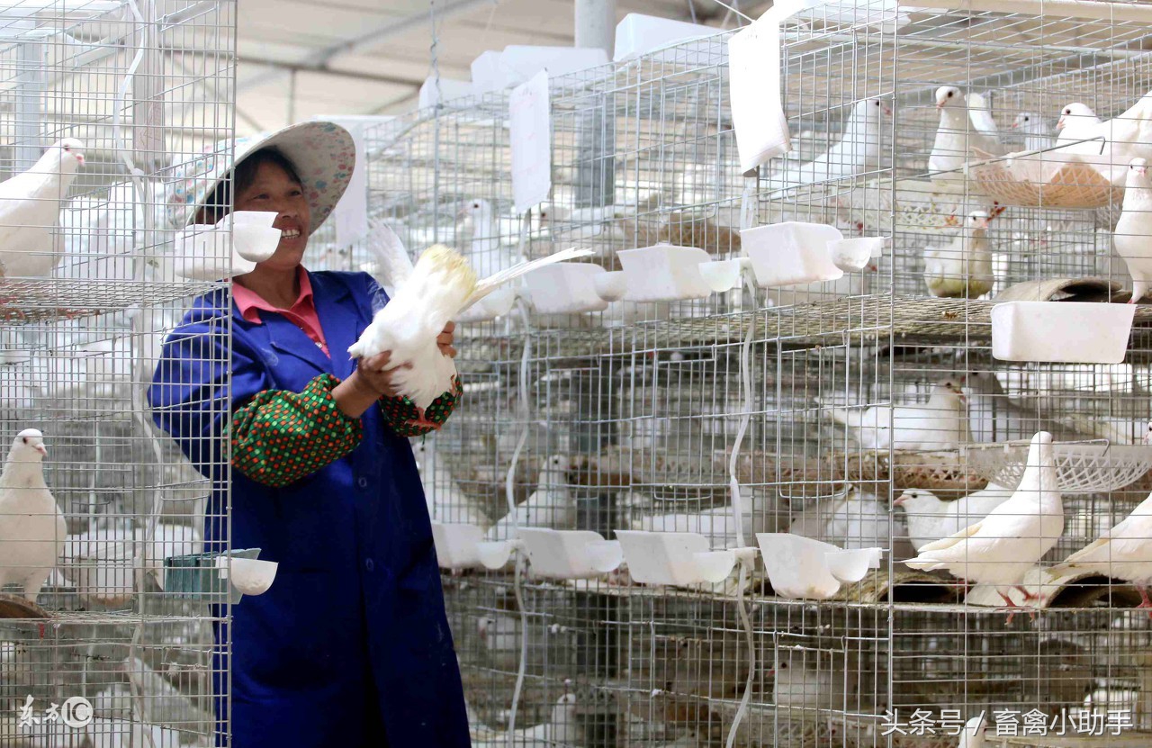 信鸽种鸽挑选与配对,种鸽怎样配对是最佳