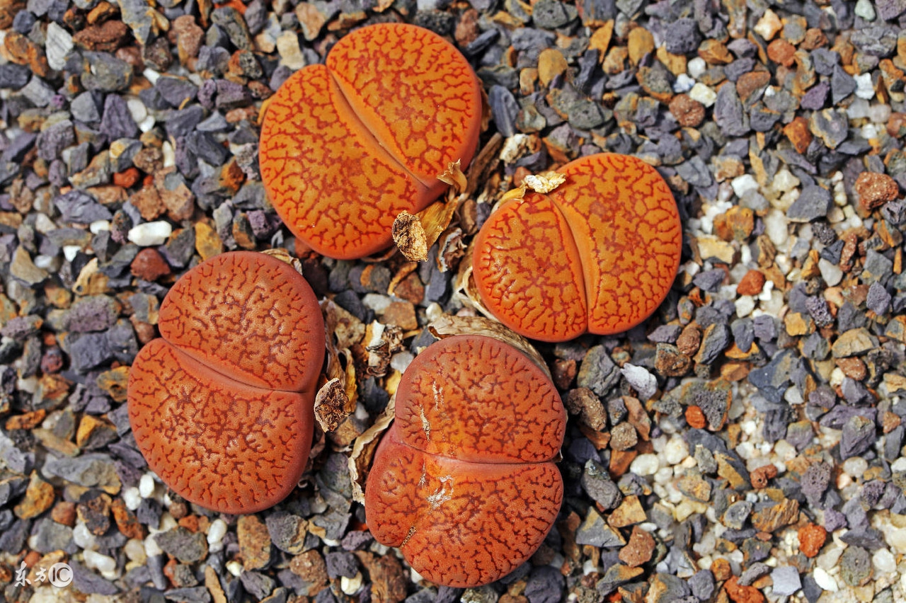 小生石花怎么养才能更旺盛,生石花怎么样养视频